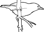 Fan Tailed Warbler freehand drawings