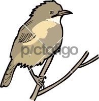 Fan Tailed Warbler