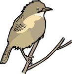 Fan Tailed Warbler