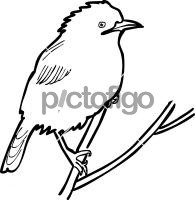 Fan Tailed Warbler