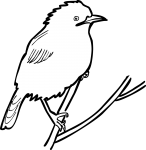 Fan Tailed Warbler freehand drawings