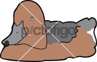 Ferruginous DuckFreehand Image