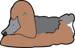 Ferruginous Duck