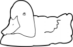 Ferruginous Duck freehand drawings