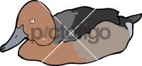 Ferruginous DuckFreehand Image