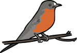 Flame Robin