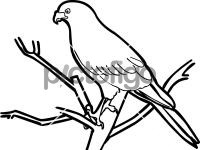 Gabar GoshawkFreehand Image
