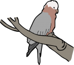 Galah freehand drawings