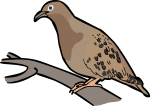 Galapagos Dove