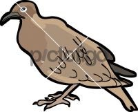 Galapagos DoveFreehand Image