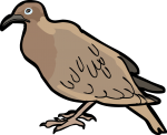 Galapagos Dove freehand drawings