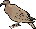 Galapagos Dove