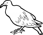 Galapagos Dove freehand drawings