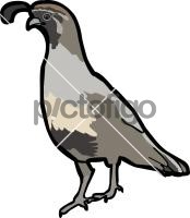 Gambel's Quail