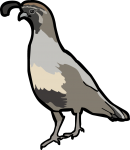 Gambel's Quail freehand drawings