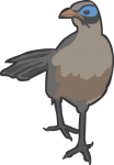 Giant Coua