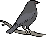 Giant Cowbird