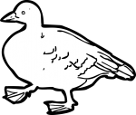 Goose freehand drawings