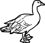 Goose freehand drawings