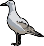 Grey Headed Gull freehand drawings