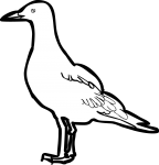 Grey Headed Gull freehand drawings