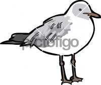 Grey Headed Gull