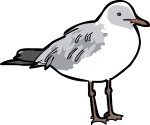 Grey Headed Gull