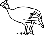 Guinea Fowl freehand drawings
