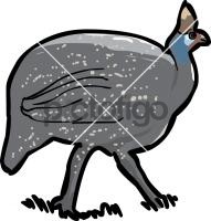 Guinea Fowl