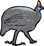 Guinea Fowl