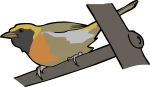 Guira Tanager