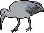 Hadada Ibis