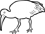 Hadada Ibis freehand drawings