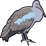 Hadada Ibis freehand drawings