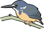 Half Collared Kingfisher