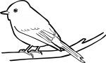 Hammonds Flycatcher freehand drawings