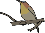 Handsome Sunbird freehand drawings