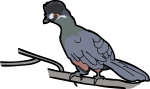 Hartlaubs Turaco