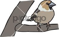 Hawfinch