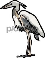 Heron