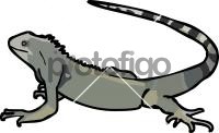 IguanaFreehand Image