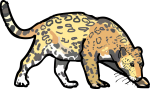 Jaguar freehand drawings
