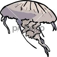 JellyfishFreehand Image