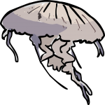 Jellyfish