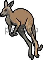 Kangaroo