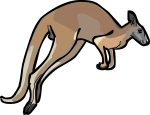 Kangaroo freehand drawings