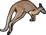 Kangaroo