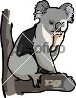 koalaFreehand Image