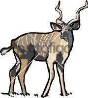 Kudu