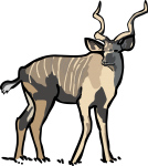 Kudu freehand drawings